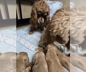 Father of the English Cocker Spaniel puppies born on 01/05/2025