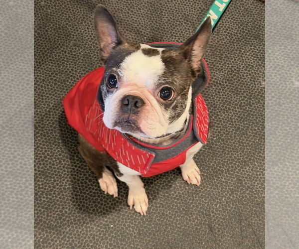Medium Photo #7 Boston Terrier Puppy For Sale in Oak Bluffs, MA, USA