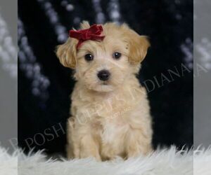 Maltipoo Puppy for sale in WARSAW, IN, USA