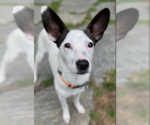 Small #3 Chihuahua Mix