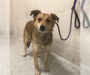 Border Collie-Unknown Mix Dogs for adoption in Conroe, TX, USA
