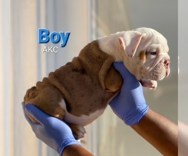 Medium Photo #4 English Bulldog Puppy For Sale in MALIBU, CA, USA