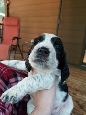 English Springer Spaniel Puppy for sale in LOCUST GROVE, VA, USA