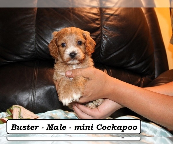 Medium Photo #5 Cockapoo (Miniature) Puppy For Sale in CLARKRANGE, TN, USA