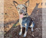 NESSIE - Female Mutt Dog for Adoption - Small photo