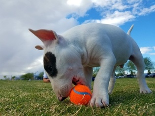 Bull Terrier Puppy for sale in CHICAGO, IL, USA