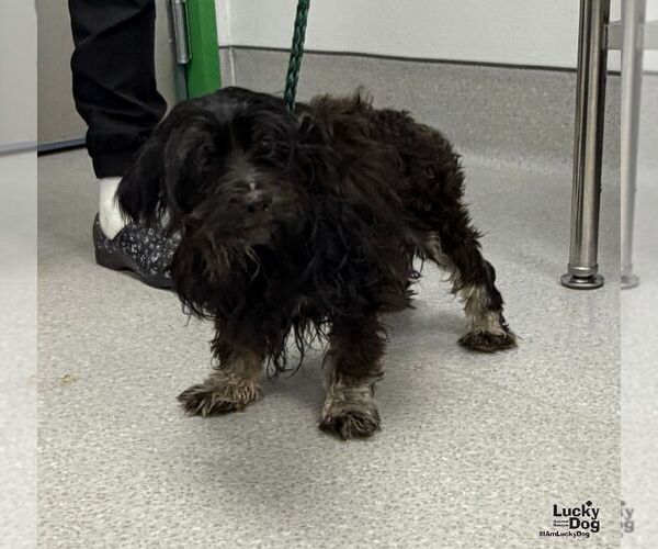 Medium Photo #2 Aussiedoodle Miniature  Puppy For Sale in Washington, DC, USA