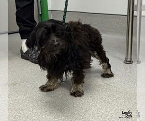 Frosty - Male Aussiedoodle Miniature  Dog for Adoption - Photo #2