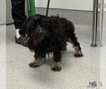Small Photo #2 Aussiedoodle Miniature  Puppy For Sale in Washington, DC, USA
