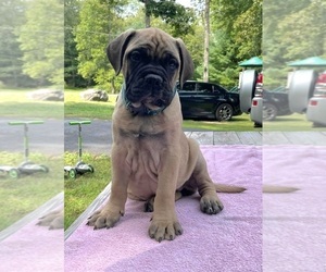 Bullmastiff Puppy for sale in EAST STROUDSBURG, PA, USA