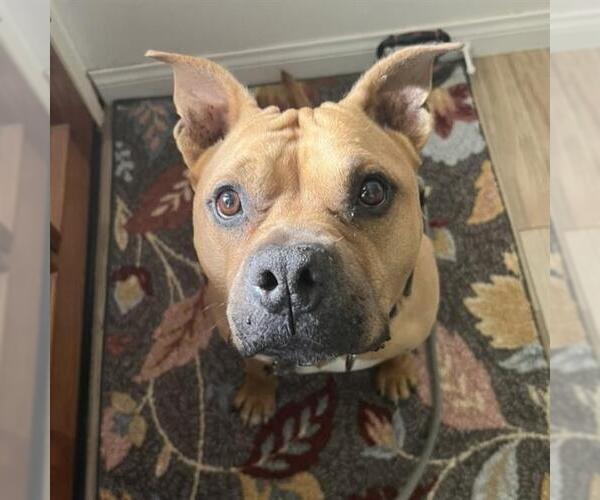 Medium Photo #1 American Staffordshire Terrier Puppy For Sale in Camarillo, CA, USA