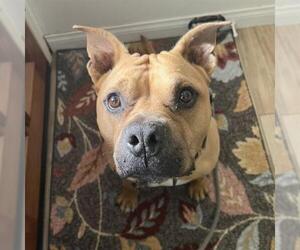 American Staffordshire Terrier Dogs for adoption in Camarillo, CA, USA