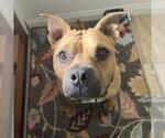 *CHILI - Male American Staffordshire Terrier Dog for Adoption - Small photo