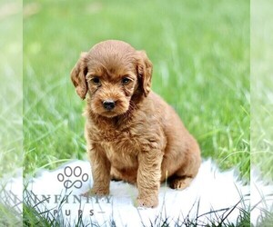 Goldendoodle Puppy for sale in NEW HOLLAND, PA, USA