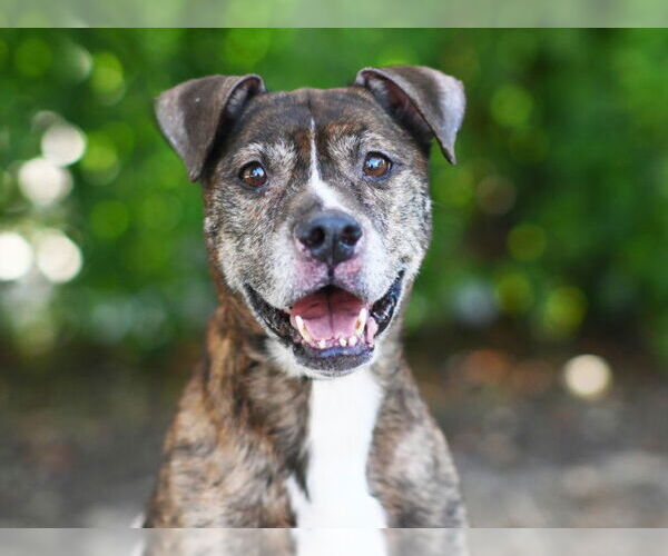 Medium Photo #1 Boxer Puppy For Sale in Tavares, FL, USA
