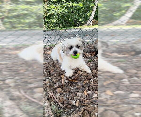 Medium Photo #4 Shih Tzu Puppy For Sale in Weston, FL, USA