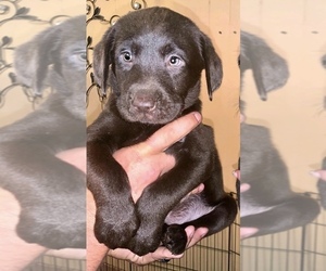 Labrador Retriever Puppy for sale in MAGNOLIA, DE, USA
