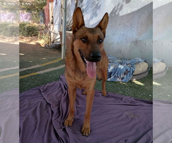 Medium Photo #3 German Shepherd Dog-Unknown Mix Puppy For Sale in Apple Valley, CA, USA