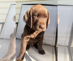 Labrador Retriever Puppy for sale in STANLEY, WI, USA