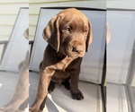 Small Labrador Retriever