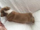 Small Photo #6 Pembroke Welsh Corgi Puppy For Sale in RAMONA, OK, USA