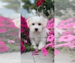 Small #3 Coton de Tulear