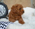 Small Photo #6 Shih-Poo Puppy For Sale in HONEY BROOK, PA, USA