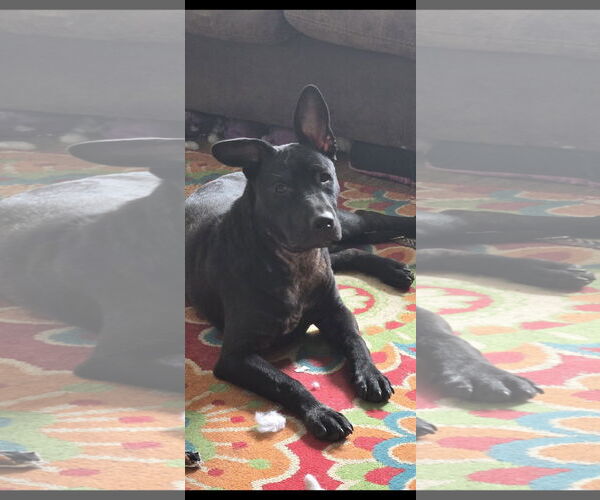 Medium Photo #5 American Staffordshire Terrier Puppy For Sale in The Woodlands, TX, USA