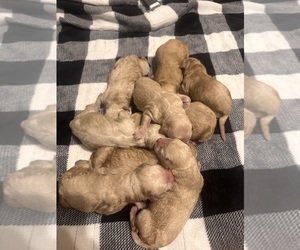 Labradoodle Litter for sale in MAIDSVILLE, WV, USA