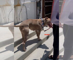 PEARL - Female Staffordshire Bull Terrier-Unknown Mix Dog for Adoption - Photo #3