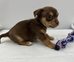 Small Photo #3 Chorkie Puppy For Sale in SAINT AUGUSTINE, FL, USA