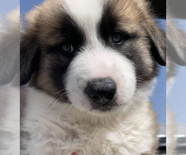 Medium Photo #12 Great Pyrenees-Unknown Mix Puppy For Sale in Houston, TX, USA