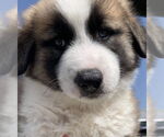 Small #11 Great Pyrenees Mix