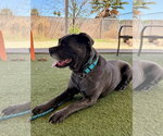 Small Photo #4 Mutt Puppy For Sale in Goodyear, AZ, USA