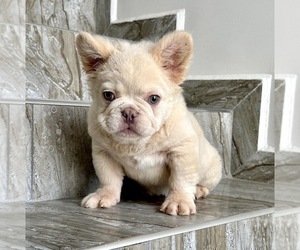 French Bulldog Puppy for Sale in SALT LAKE CITY, Utah USA