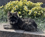 Small #4 Schnauzer (Miniature)