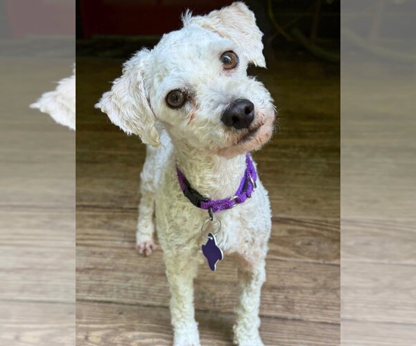 Medium Photo #1 Mutt Puppy For Sale in Ellijay, GA, USA