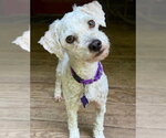 Small Mutt