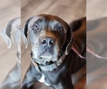 Small #5 Neapolitan Mastiff Mix