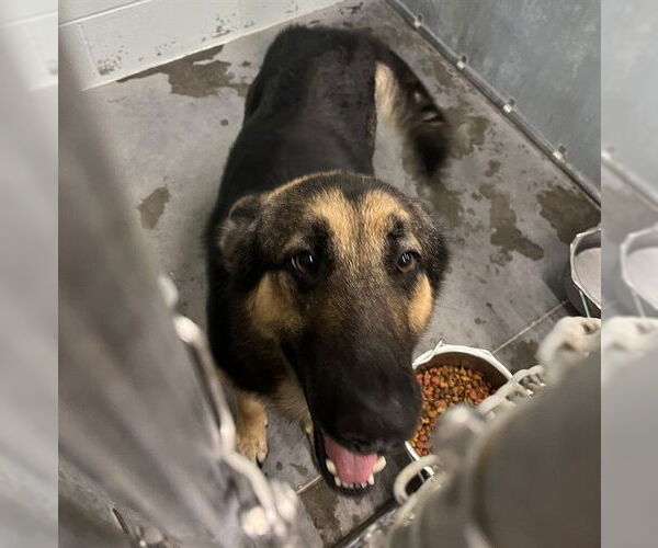 Medium Photo #1 German Shepherd Dog Puppy For Sale in Tavares, FL, USA