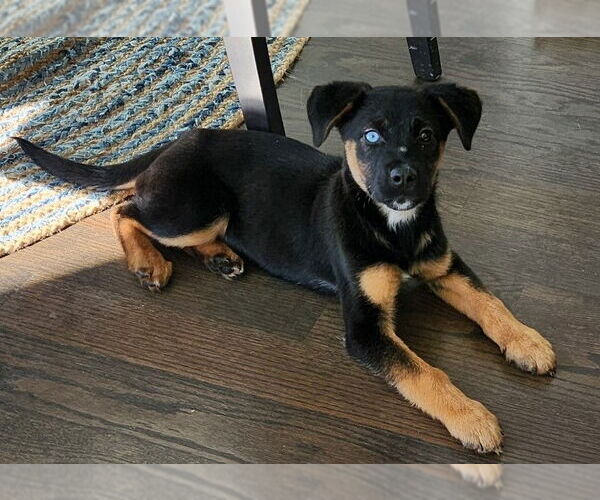 Medium Photo #2 Rottweiler-Unknown Mix Puppy For Sale in Houston, TX, USA