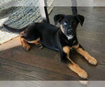 Small #1 Rottweiler Mix