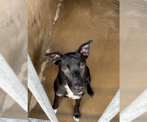 Medium Photo #1 Labrador Retriever-Unknown Mix Puppy For Sale in Chula Vista, CA, USA