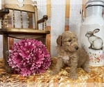Small Photo #60 Aussiedoodle Puppy For Sale in COMMERCE, MI, USA