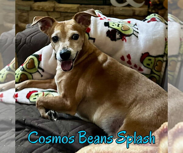 Medium Photo #27 Chiweenie Puppy For Sale in San Antonio, TX, USA