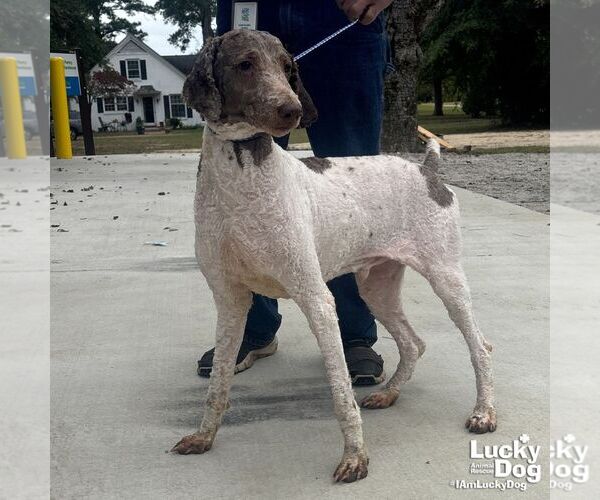 Medium Photo #2 Poodle (Standard)-Unknown Mix Puppy For Sale in Washington, DC, USA