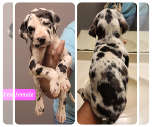Great Dane Puppy for Sale in MARIETTA, Georgia USA