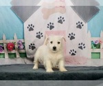 Small Photo #3 West Highland White Terrier Puppy For Sale in WARSAW, IN, USA