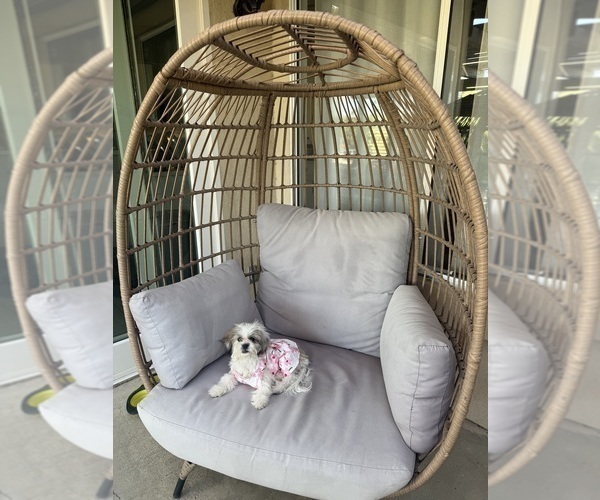 Medium Photo #6 Zuchon Puppy For Sale in LAS VEGAS, NV, USA