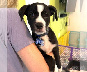 Medium Labrador Retriever-Retriever  Mix